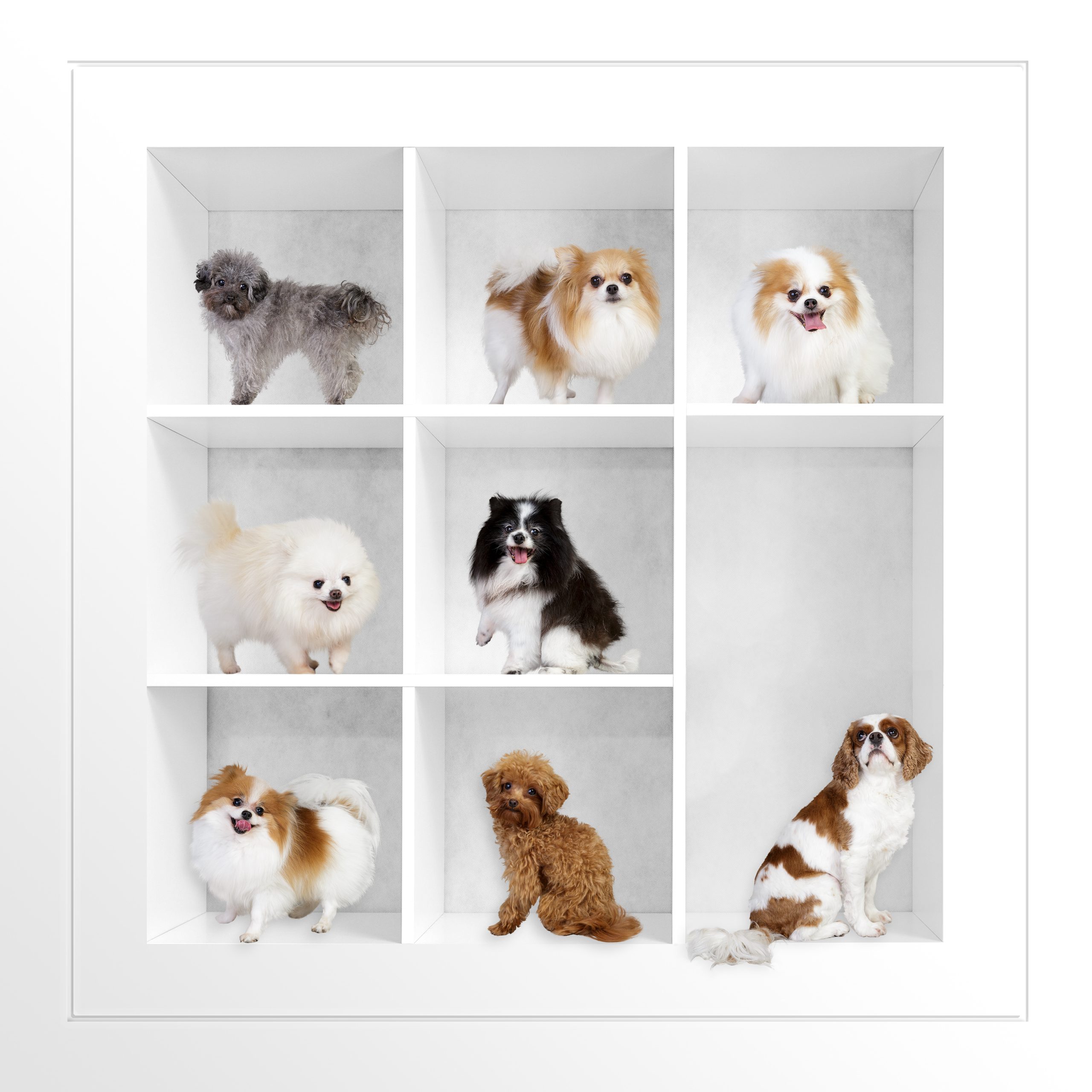 Pet-Photography-Kansas-City-dogs-composite