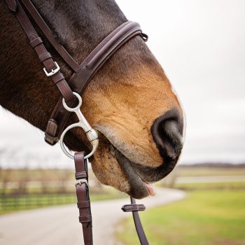 Pet-Photography-Kansas-City-horse-1