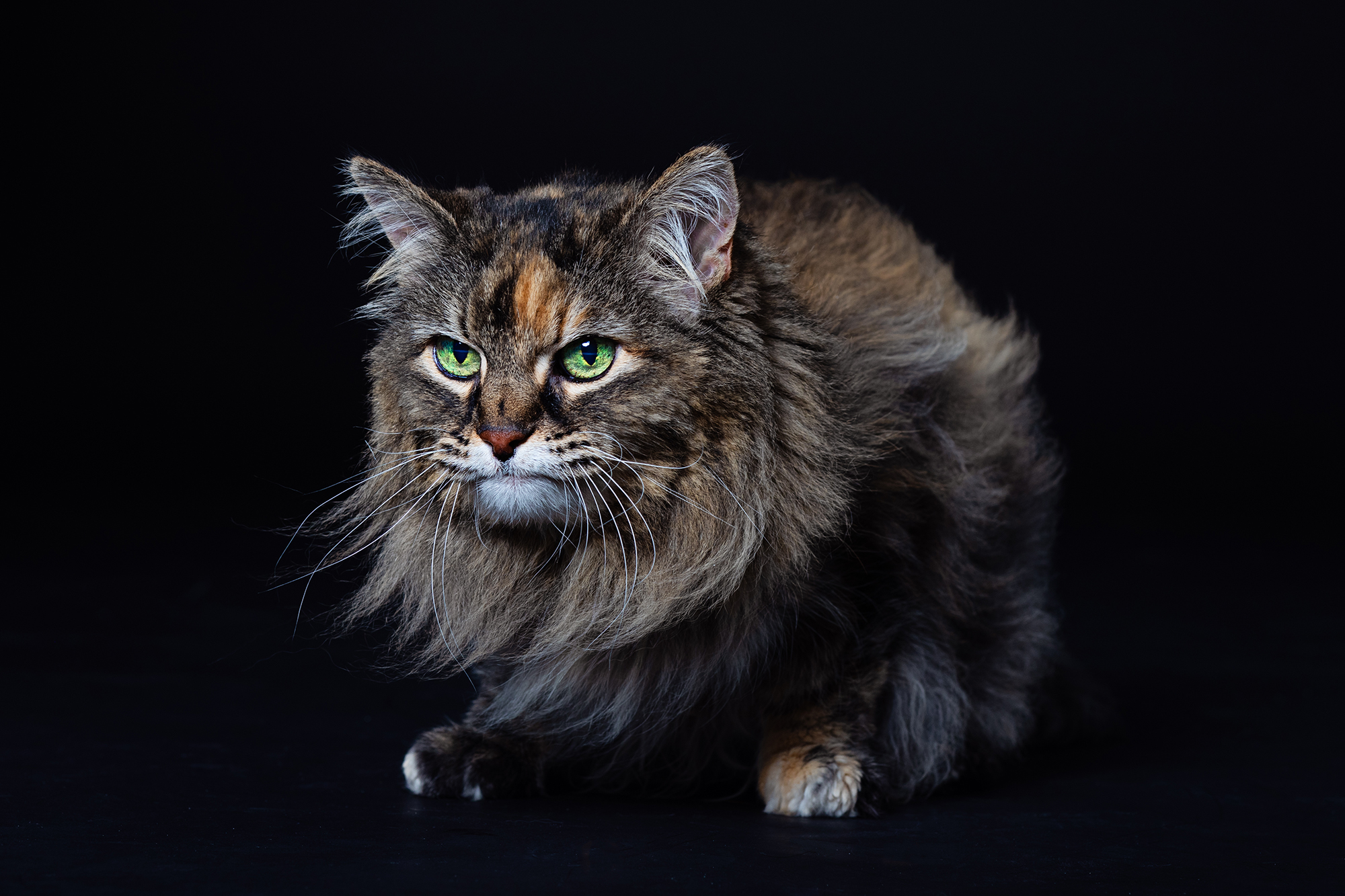 Pet-Photography-Kansas-City-cat-1