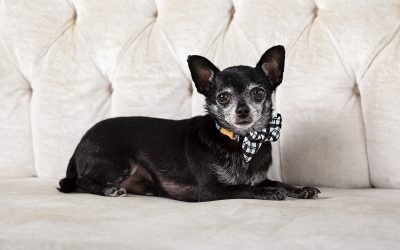 Kansas City Pet Photography-chihuahua-bow-tie