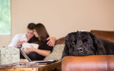 Pet-Photography-Kansas-City-dog-newborn-photography-in-home